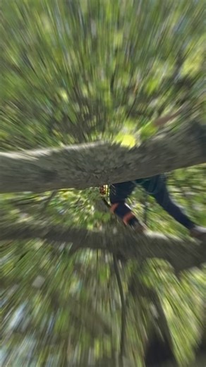 12K views · 237 reactions | Some Masters’ Challenge highlights from our final five climbers of the day! Congratulations to Stephanie Littenberg, Michael Curwen, Jo Hedger, champion James Kilpatrick, and Barton Allen-Hall on their fantastic efforts #itcc2025 | International Tree Climbing Championship (ITCC) | Facebook