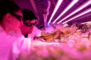 Teknologi Pangan: Pengertian, Manfaat, dan Contohnya dalam Kehidupan - Bobo