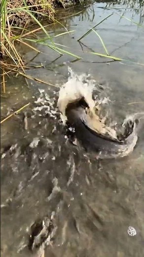 Wow! Catching Big Monster Fish in a 20-Year Abandoned Pond | Traditional Polo Fishing