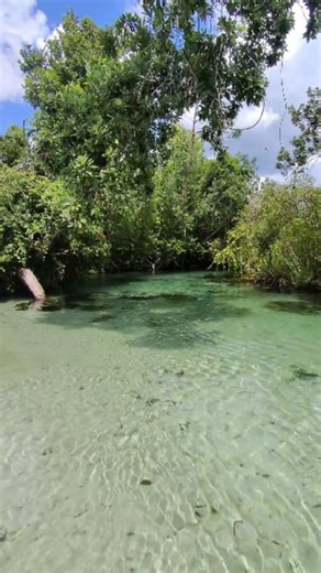 Natural beauty ✨️ 💦 #wildlife #nature #river #kayaking #boat #florida | La Guera