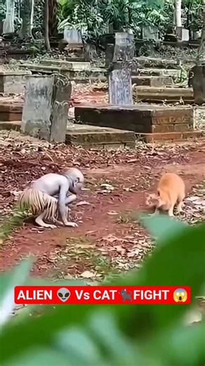 Alien vs Cat fight #funny #fypシ゚viral #viral #viralvideo