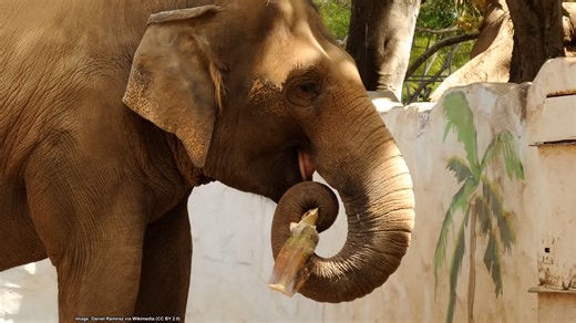 This elephant was forced to perform for 20 years... then she snapped