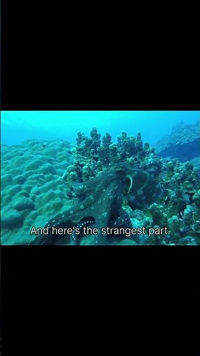 Octopuses Have 3 Hearts ❤️🐙 | MindSpark #shorts