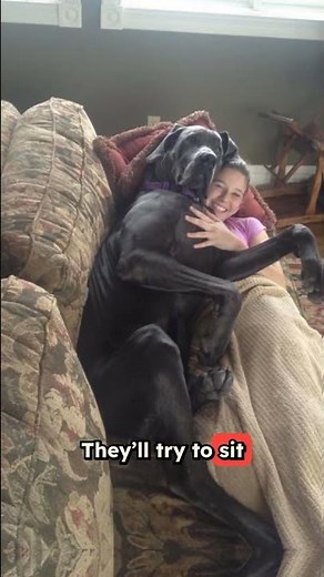 Great Danes: The Gentle Giants Who Think They're Lap Dogs! 🐕