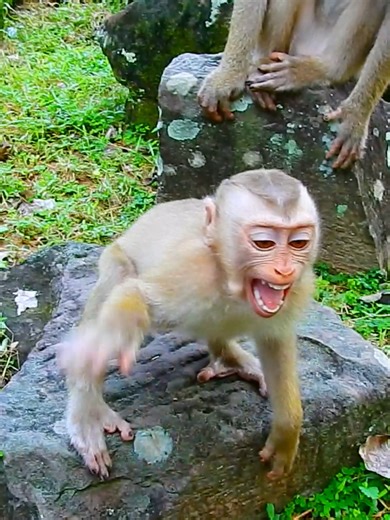 big emotional monkey Floran acting so funny trying to snap food #beautiful #monkeydluffy #monkeycute #babymonkey #monkeyface #lovely #monkey #cute #animals #animalsbaby #poormonkey #monkeycry #funny #funnyvideo #cuteanimals | Monkey TV7