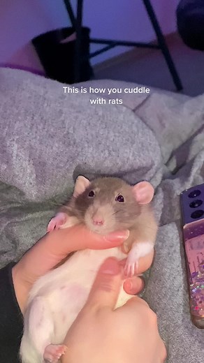 Cuddling with Pet Rats: A Heartwarming Experience