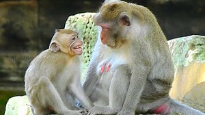 53K views · 1K reactions | Crying terrible Attack ! Janna Crying seizures angry strong by got attack block milk by Jane | Monkey Jody | Facebook