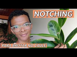 NOTCHING em Ficus Elástica Shivereana! Para estimular novas brotações no caule!