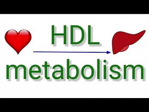 HDL (High Density Lipoprotein) Metabolism II Formation of Nascent HDL,HDL3 & HDL2 II HDL receptors