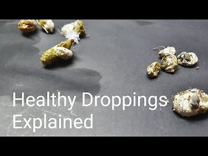 Healthy Pigeon Droppings