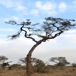 1.7K views · 31 reactions | Cheeky little monkey playing a game with a leopard | Fishing Life | Facebook