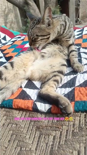 Tell me, have you ever seen someone this adorable? 🫶 #catvideos #kitten #cat #pets #shorts #animals