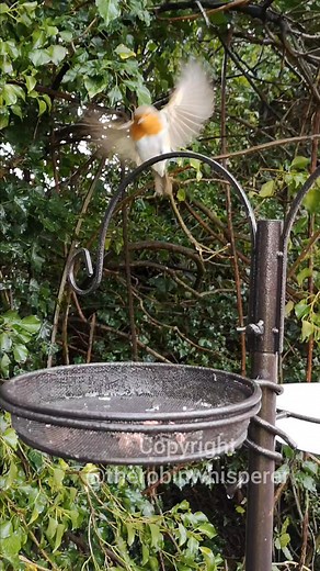 Rio the Robin hanging around the bird feeder letting me know that she wants feeding at lunch time. #riotherobin 🧡 | The Robin Whisperer