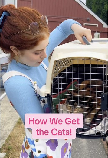 Neko Kitty Jailbreak Story: A Heartwarming Rescue