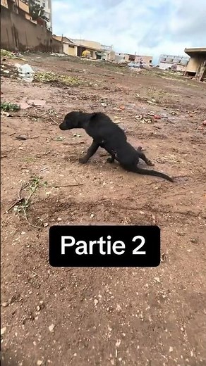 Risky Dog Rescue. Part 2 #animals #animal