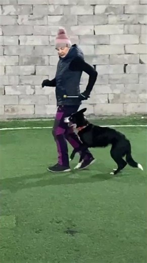 Border Collie Brina: Training Secrets!