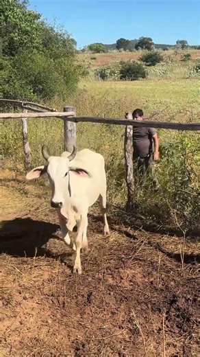 Boi bravo deu trabalho e quase virou tragédia 🐂 #gado