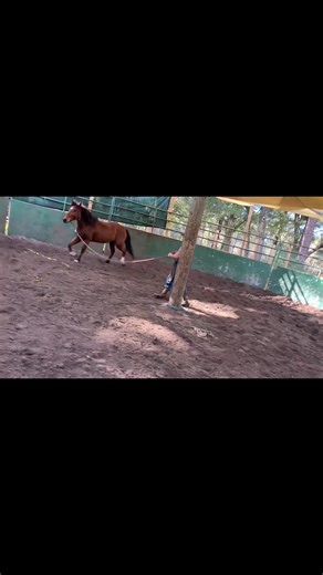 Managing Aggressive Horse Behaviors for Safety