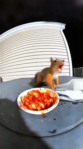 This Squirrel Made a HUGE Mistake 😳🤣 #shorts #funnyanimals