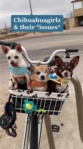 Chihuahua Problems: Bossy, Rug Chewing, Ear Licking & More