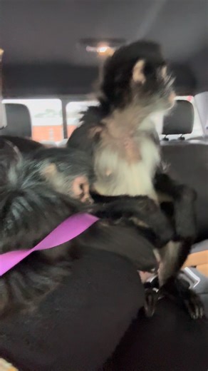 The monkey that spidermonkey Keke was the most scared of was Cricket. Not anymore 💜 | Our Life Adventures