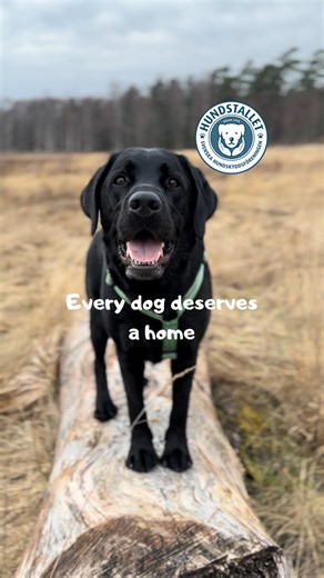 22K views · 449 reactions | Pro Bono samarbete med Hundstallet Den...