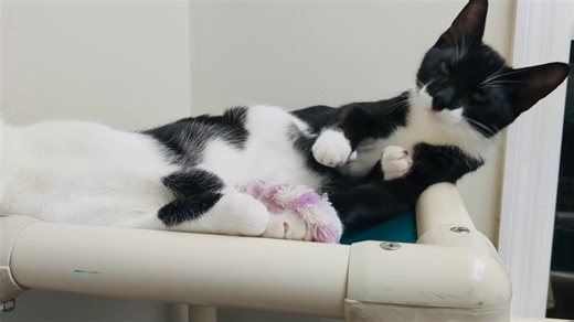 Rough Monday….volume up for some purrfect sound therapy 🥰🥰😻 #kittens #adoptus | Cats Angels