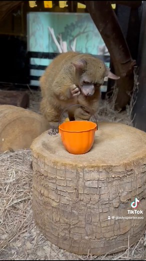 15K views · 216 reactions | Trick or Treat!  We’re getting ready for Boo at the Zoo! Tickets will be available soon on our website ️️️  by Michelle M., Mammal Keeper #GPZoo #BooattheZoo #halloween #trickortreat | Gladys Porter Zoo | Facebook