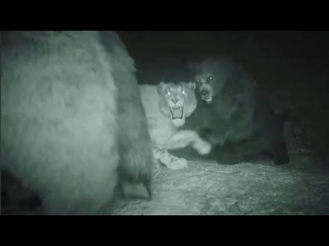 Cave lions ambush a family of Cave bears | Prehistoric Planet: Ice age