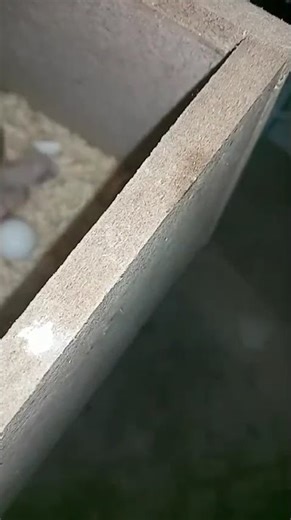 mamãe e bebê de calopsitas