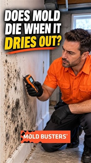 Does Mold Die When It Dries Out? #renovation #realestate #construction