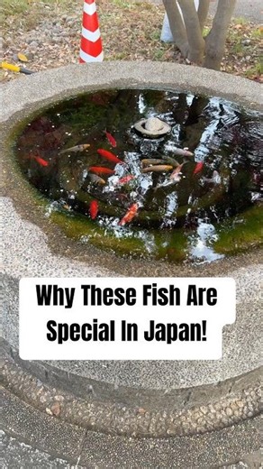 Why These Fish are Special In Japan | JAPANESE TRADITION | LIFE IN JAPAN |