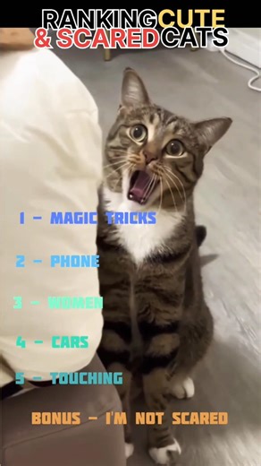 Ranking the CUTEST Scared Cats 😭😅🤣 #cat #cute #funny #cutecat #scary #ranking