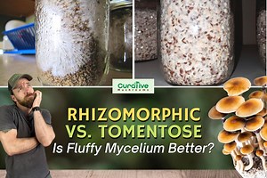 Rhizomorphic vs Tomentose Mycelium: Is Fluffy Growth Better?