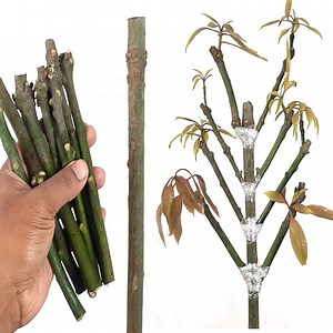 262K views · 8.3K reactions | Mango Multiple Grafting Techniques | Rana Craft | Facebook