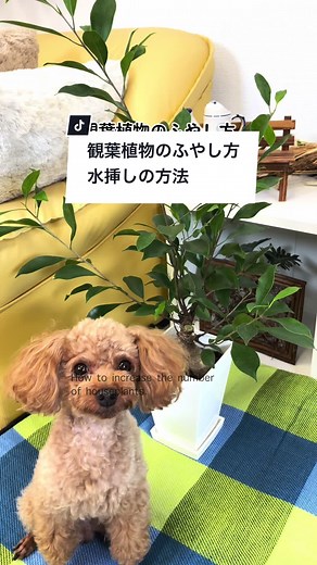 観葉植物のふやし方と水挿しの方法