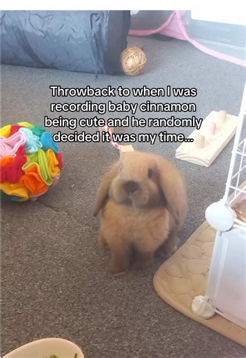 There was no warning 🤣😭 #bunny #funny #rabbits #rabbitsoftiktok #rabbitlover
