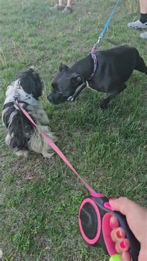 Bryson was provoking the big dog and the Chiwawa.