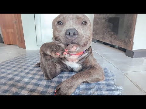 Funny Dogs And Cats Videos 2024 😅 Best Funniest Animal Videos Of The week