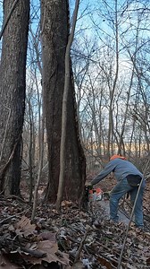 184K views · 2.1K reactions | Here is a start to finish of cutting a sycamore using a hinge technique | Boys In The Woods | Facebook