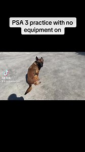 “Musk” PSA 3 practice today with no equipment on dog. (No Ecollar, leash, clicker, food, rewards, etc). Everything 1 command with random calling out behaviors by decoy Tim Smith. Video starts with “Musk” out by herself and camera scan showing no equipment.Variety of PSA random exercises, turns, change of pace, position change, and recall with bite at end, then send to pool to cool off dog.Video then picks up again once dog comes out of pool, with heeling back to kennel……still no equipment on dog