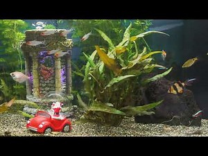 Fish & Bubble Ambience | Calming Aquarium & Underwater Sounds for Cat TV | 10 Hour White Noise