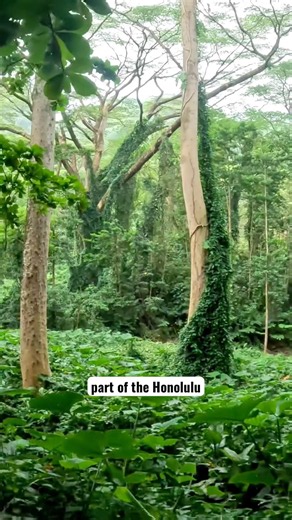 This Doesn’t Feel Like Hawaii… 🌴🌿