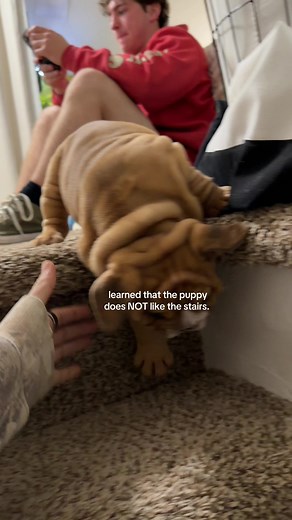 English Bulldog Puppy Barking at Stairs