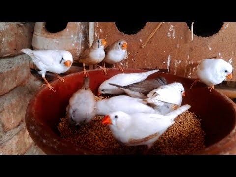 Zebra Finches Colony Feeding Time | Zebra Finches Eating