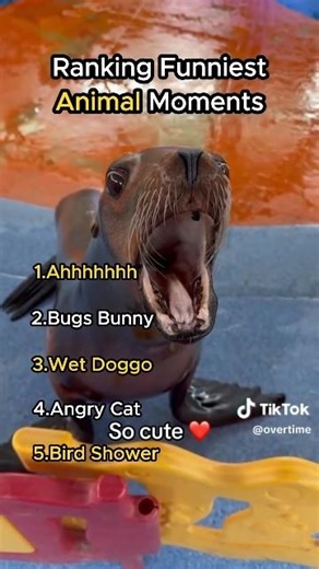 Ranking Funniest Animal Moments