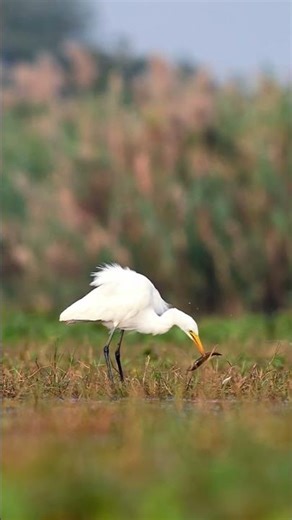 Great Egret hunts fish and insects in shallow wetlands. #endangered
