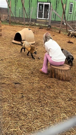 Our Fox experience #fox #foxes #animals #oklahoma #thingstodo | fox