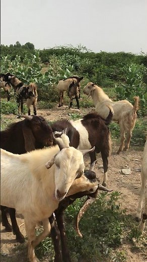Understanding Goat Mating Behavior | Educational Farm Video