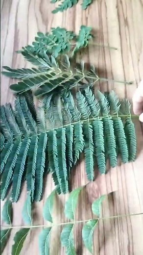 Types of Pinnately Compound leaves, #Unipinnate, Bipinnate and Tripinnate leaves,#shortvideo